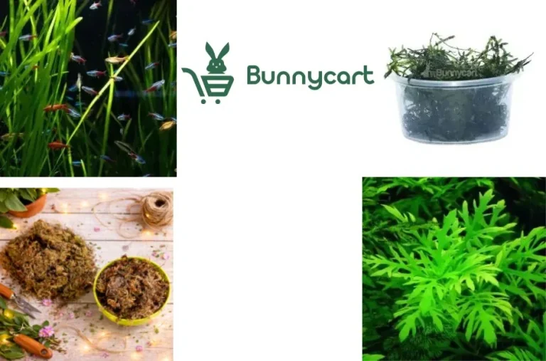 Top Aquarium Shop Near Me for Quality Fish, Plants, and Supplies