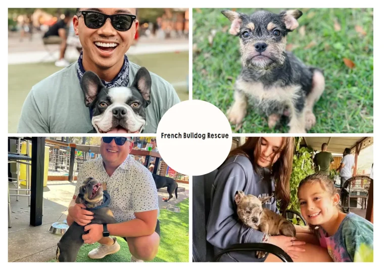 French Bulldog Rescue: How to Support and Adopt Rescue French Bulldogs French Bulldog Rescue: How to Support and Adopt Rescue French Bulldogs