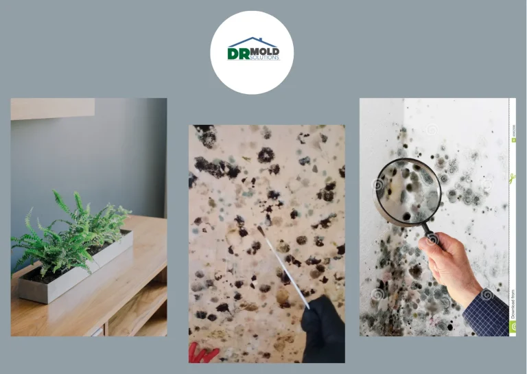 Effective Air Purification & Mold Prevention Strategies for Healthier Indoor Environments