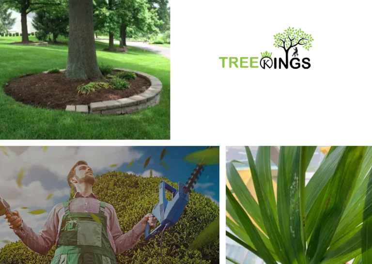 Expert Stump Removal Roxbough Park Services for Safe and Affordable Tree Care