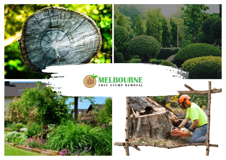 Professional Stump Removal Williamstown Services for Safe and Affordable Tree Care