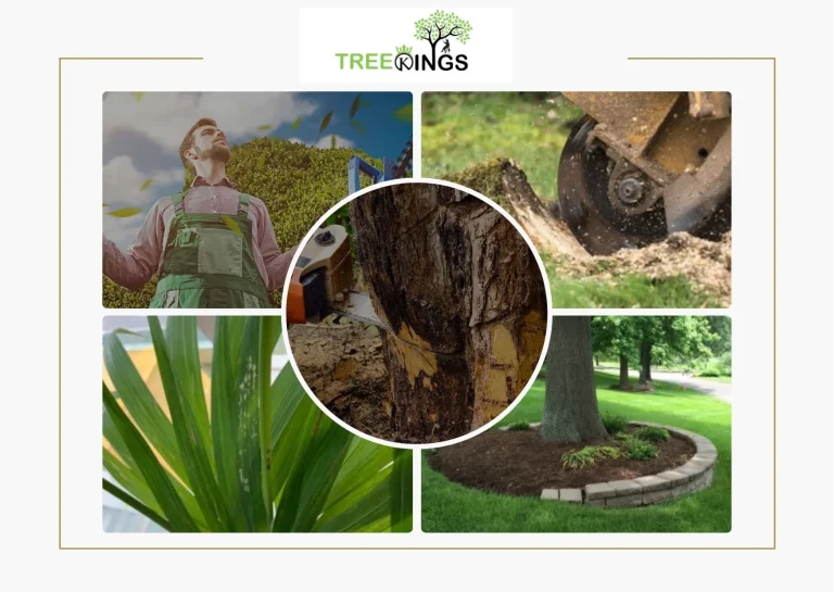 Expert Stump Removal Strathmore Services for Cleaner, Safer Yards
