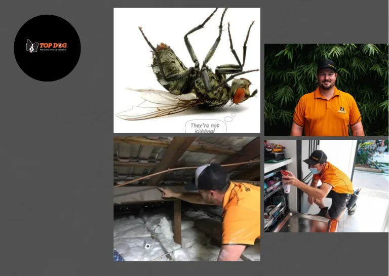 Effective Commercial Pest Treatment Gold Coast Solutions to Safeguard Your Business