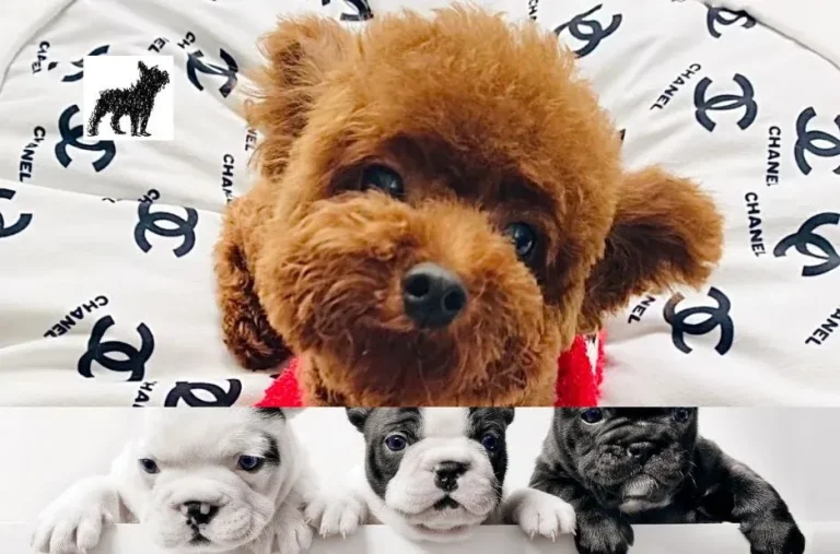 Find Your Perfect Floodle Puppy for Sale Near You: Trusted Local Breeders and Tips