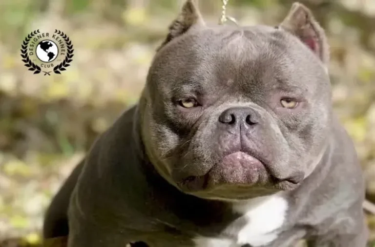 How to Legally Register Your American Bully Without Official Papers: A Step-by-Step Guide
