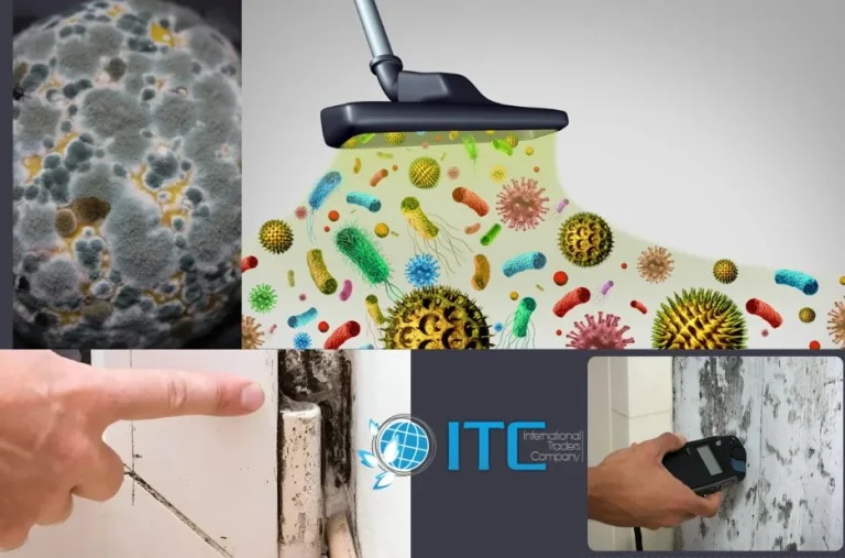 How to Choose the Best Top Mould Removal Services in Noosa Heads for Your Home How to Choose the Best Top Mould Removal Services in Noosa Heads for Your Home