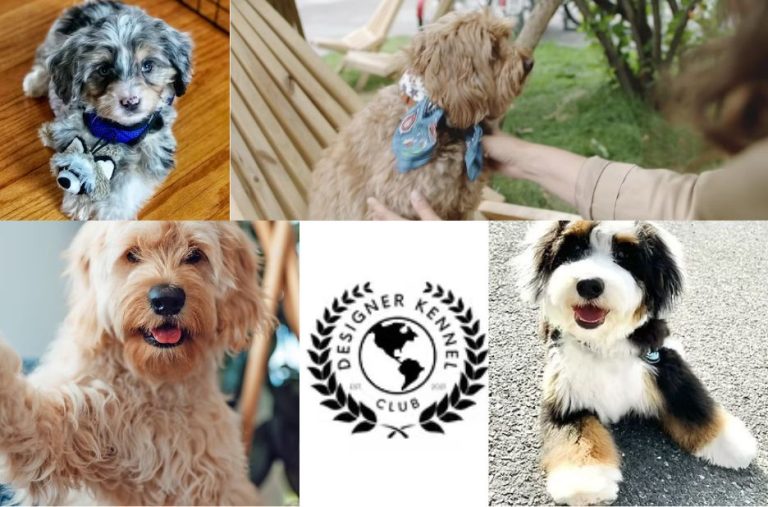 Designer Dog Breeder: Key Benefits of Choosing a Responsible Breeding Program Designer Dog Breeder: Key Benefits of Choosing a Responsible Breeding Program