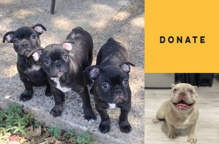 How to Find Frenchie Puppies Near Me With Proven Rescue Adoption Benefits How to Find Frenchie Puppies Near Me With Proven Rescue Adoption Benefits