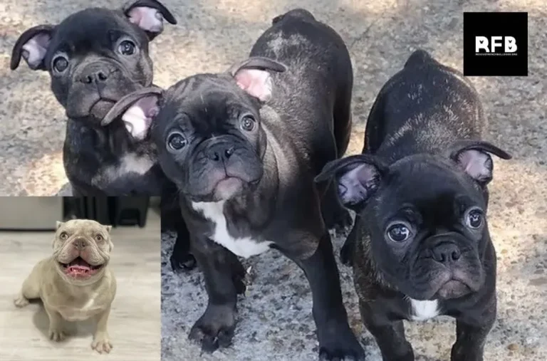French Bulldog Rescue: How Rescue French Bulldogs Stands Out for Care