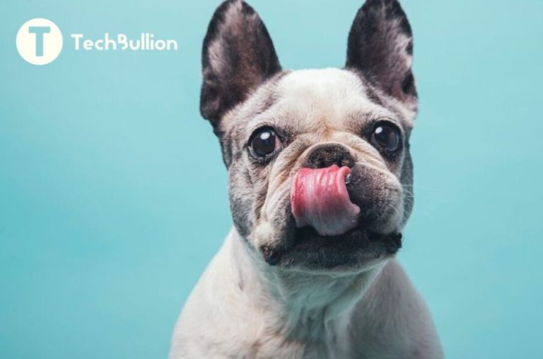 How Technology Helps Rescue French Bulldogs: Linh Hoang’s Impactful Approach