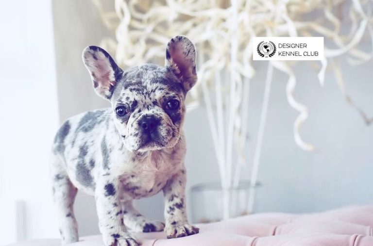 Exotic French Bulldog Registration Made Easy: Steps to Get Official Recognition