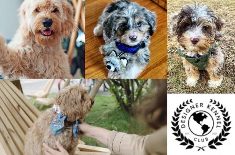 Local Terripoo Registration Guide for Confident Owners