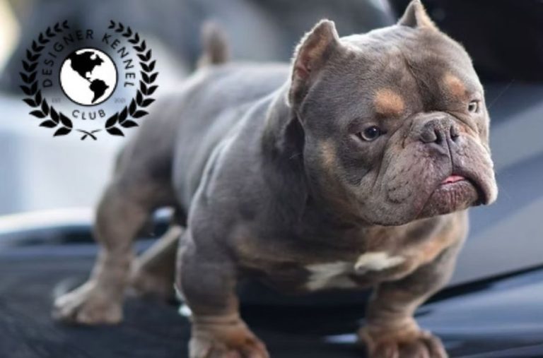 American Bully Lifespan: Key Factors That Influence Longevity and Health