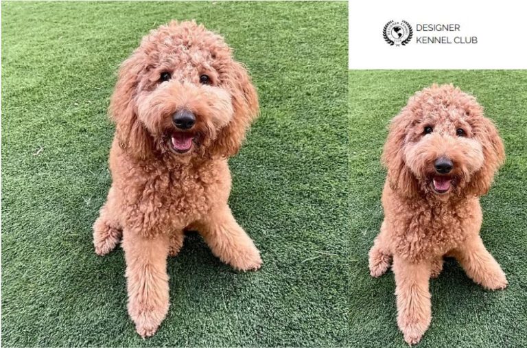 Expert Guide to Goldendoodle Registration Steps and Requirements