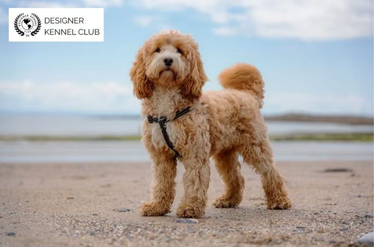 Cockapoo Registration: Compare Options and Choose the Right Kennel Club Cockapoo Registration: Compare Options and Choose the Right Kennel Club