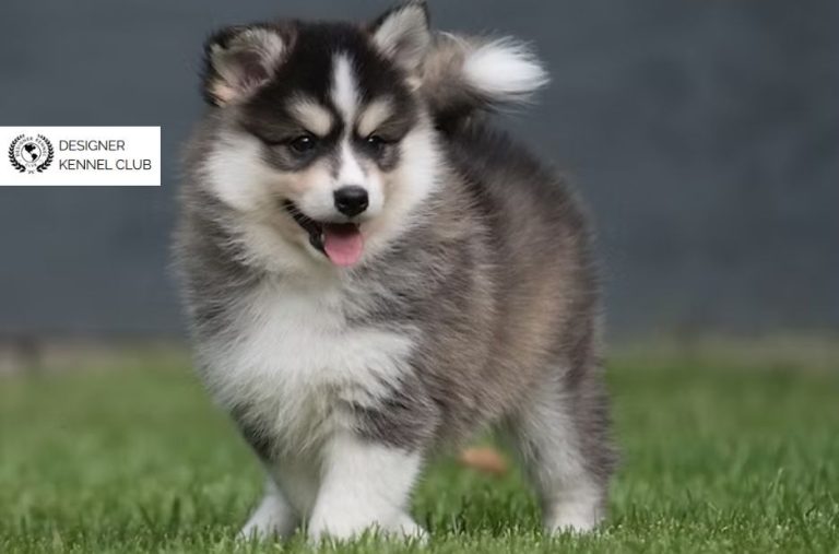 Pomeranian Husky Registration: Trusted Steps for a Quality Registration Process Pomeranian Husky Registration: Trusted Steps for a Quality Registration Process