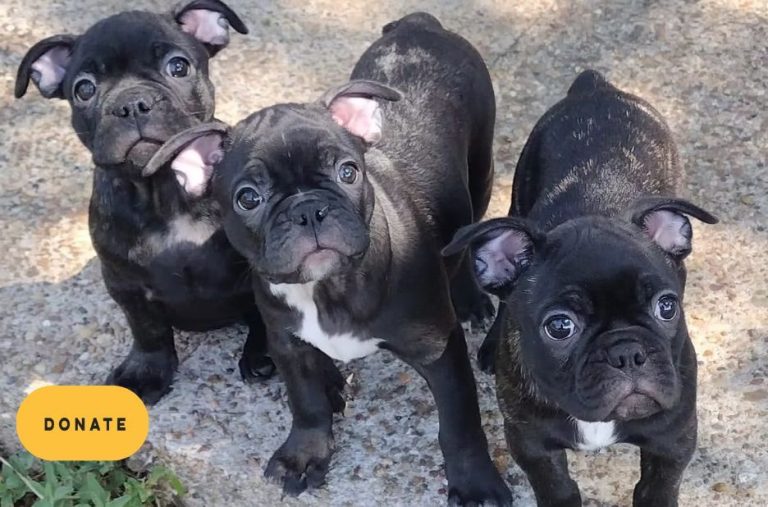 How to Connect With Rescue French Bulldogs: Adoption, Care, and Community Stories How to Connect With Rescue French Bulldogs: Adoption, Care, and Community Stories