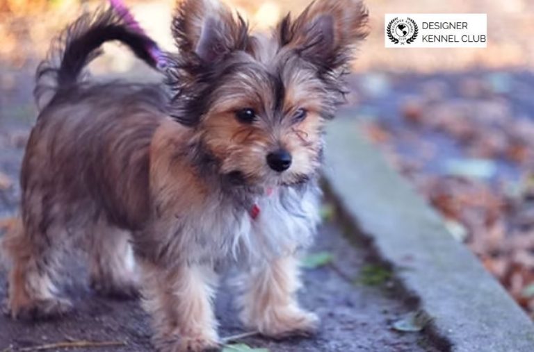 How to Get Dog Registration Help Without AKC Records