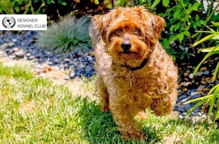 Yorkipoo Papers Without AKC: Registration Options Guide Yorkipoo Papers Without AKC: Registration Options Guide