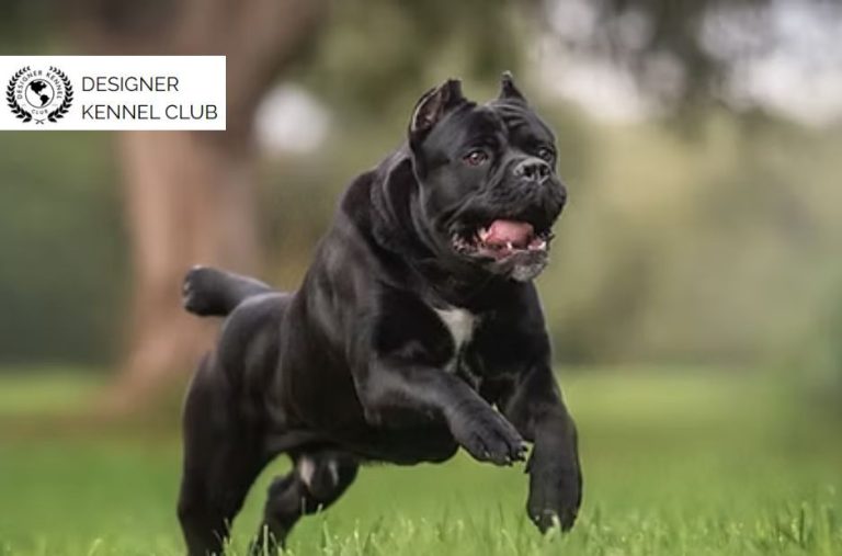 Benefits of Cane Corso Registration Beyond AKC Records Benefits of Cane Corso Registration Beyond AKC Records