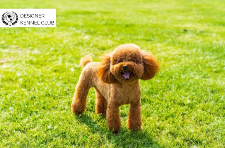How to Plan Poodle Registration Paperwork Before You Buy How to Plan Poodle Registration Paperwork Before You Buy