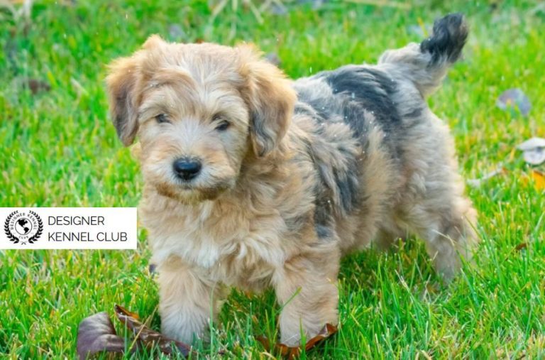 Wheatenpoo Registration Papers: A Smart Owner Guide