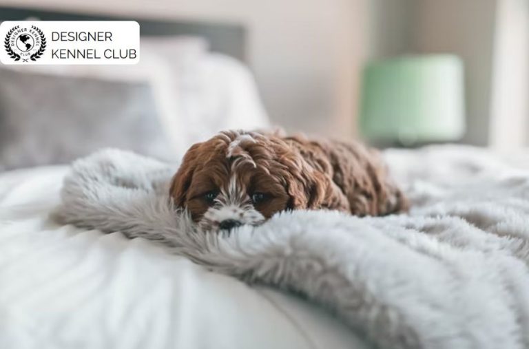 How to Handle Cavapoo Registration Without AKC Hassles