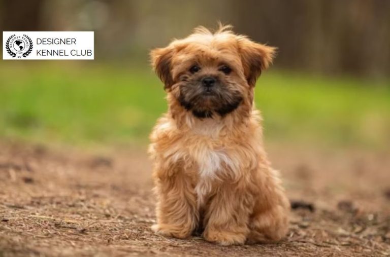 Benefits of Shorkie Registration for Confident Owners