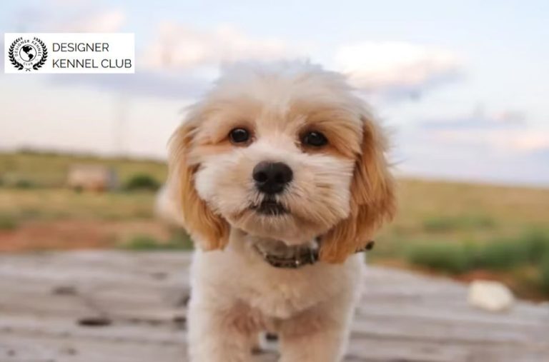 How to Trust Quality Shih Poo Registration Options How to Trust Quality Shih Poo Registration Options