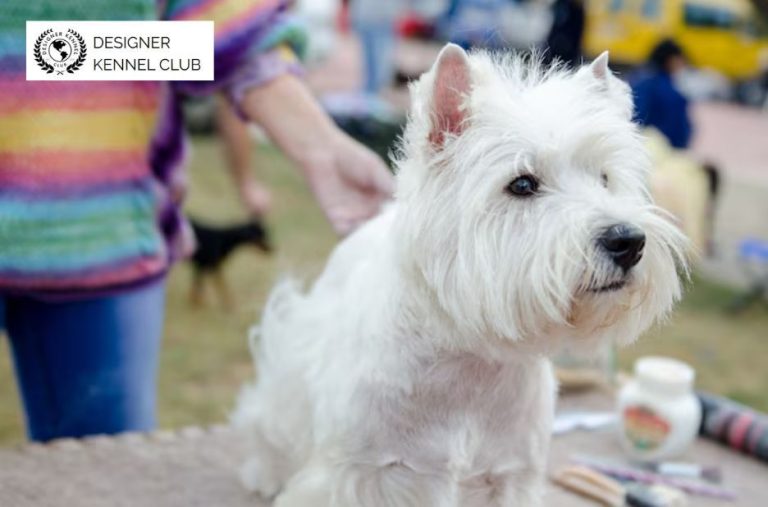Expert Guide to Options for Non-Purebred Dog Registration