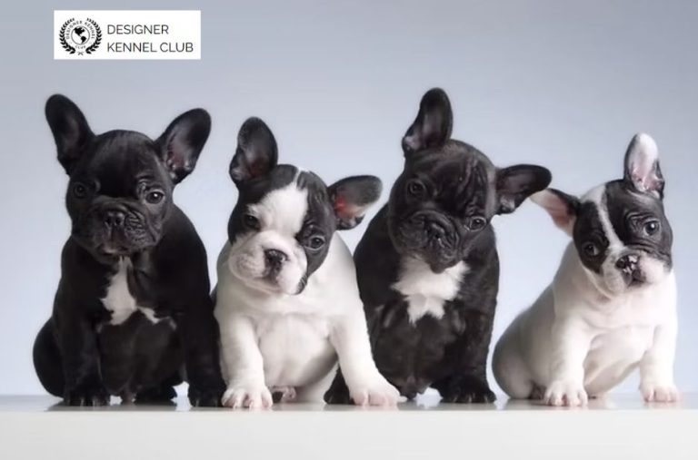 Dog Registration Options When You Lack AKC Paperwork Dog Registration Options When You Lack AKC Paperwork